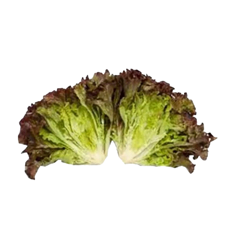 Hydroponics Lettuce - Batavia, 100 g